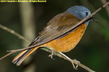 rock thrush